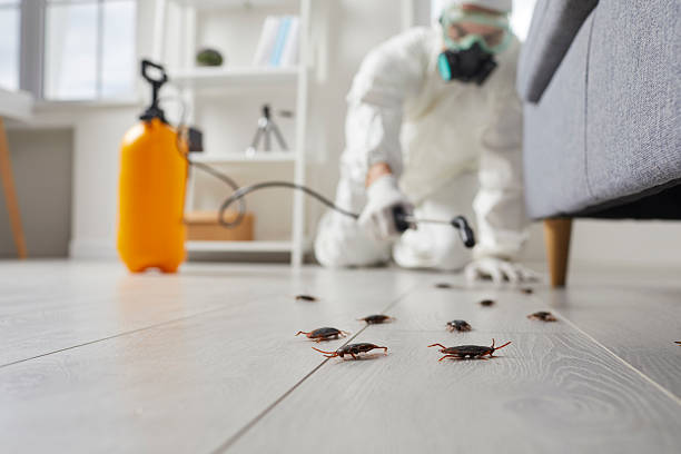 Post-Treatment Bed Bug Interceptor Monitoring in St. Augustine South